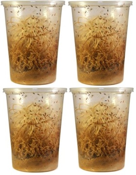 Плодовые мушки D. hydei GOLD На 100% больше мух!