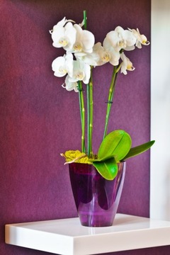 Strep Laint для Storczy