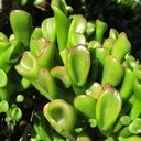 Крассула Овата Голлум Лес в банке Уши Шрека