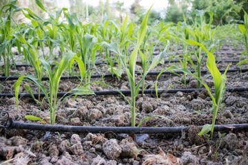 ШЛАНГ ДЛЯ КАПЕЛЬНОГО ПОЛИВАНИЯ 50М AQUA-DROP