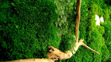 Изображение растений подушечного мха, стабилизированное 100/50