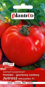 Pomidor Gruntowy Jutrosz 0,5g Nasiona PlantiCo