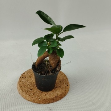 Bonsai Ficus mi Ginseng mini Las w słoiku