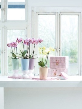 Мини-горшок Deltini темно-серый глянец Lechuza