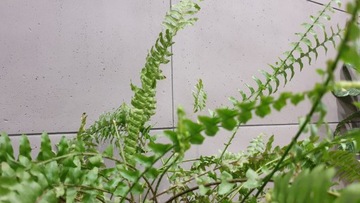 Гибкий архитектурный бетон В25 - арт