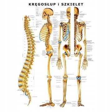 PLANSZA ANATOMICZNA KRĘGOSŁUP I SZKIELET DO EDUKACJI MED W JĘZYKU POLSKIM
