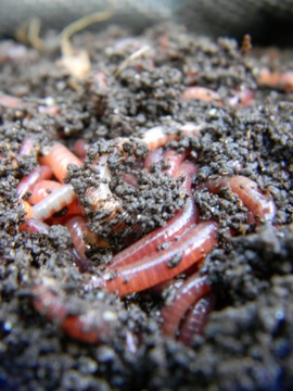 Dżo Humus Натуральное органическое удобрение для дождевых червей