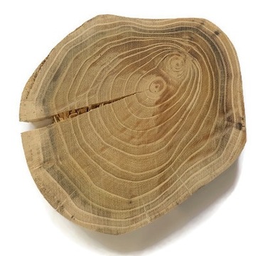 Plastry drewniane krążki akacja BEZ KORY 14-16 cm EKO