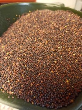 Carp Seeds Rzepik Ziarno 1kg