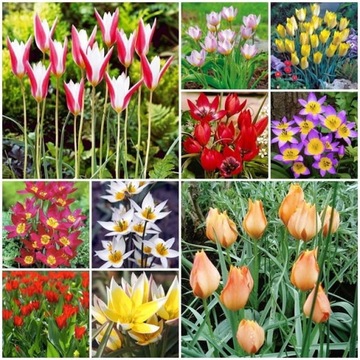 TULIPAN BOTANICZNY MIESZANKA ceb. XXL MIX 10 SZT.