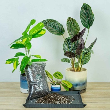 Субстрат для Калатеи Маранты Строманте ПРЕМИУМ