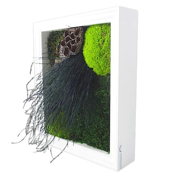 МОХОВАЯ КАРТИНА мох хроботек плоский мох северный олень в деревянной рамке 23х28