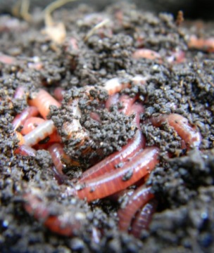 Биопочва для посева. Экологический грунт для пикировки рассады