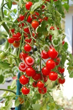 Pomidor gruntowy Solanum lycopersicum L.Pokusa 0,5 (PC)