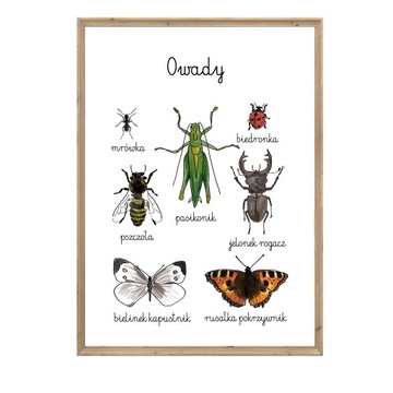 Plakat A4 Edukacyjny Owady 1 w duchu Montessori ważka, osa, ćma, motyl