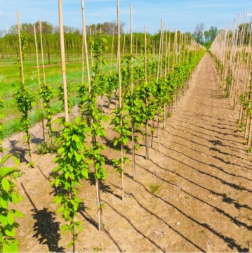 БАМБУКОВЫЕ ДОРОЖКИ 120 см 20/22 мм /10 шт, бамбук