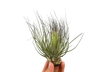 Tillandsia 'Magnusiana' AIR PLANTS - Kwitnąca Oplątwa - Roślina Powietrzna