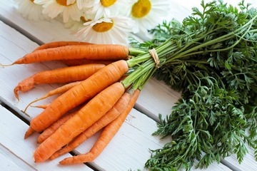 Семена моркови First Harvest очень ранние.