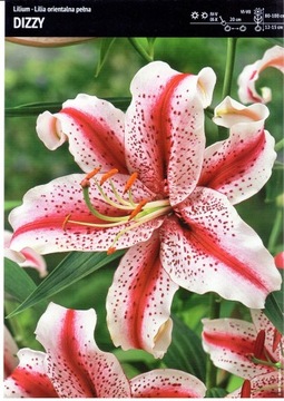 Cebulka Lilium Lilia Orientalna Dizzy 1szt