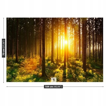 Fototapeta Flizelinowa Las Słońce - 104x70