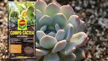 COMPO SANA 5Л ПОЧВА ДЛЯ КАКТИЙ И СУКУЛЕНТОВ
