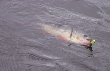 УНИВЕРСАЛЬНАЯ ЦИКАДА СПИНМАД Харт 9 г 0507