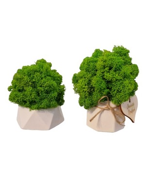 Zestaw Prezentowy Chrobotkowy las