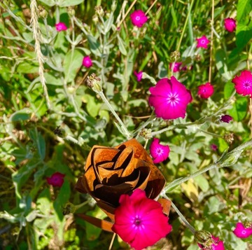 Стильная роза x2 Вечный день женской бабушки у нас есть лак для Дня святого Валентина