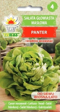 Sałata głowiasta masłowa Panter nasiona 1 g