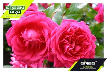 Зеленое удобрение ORO для цветущих садовых цветов