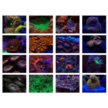 Наборы для изготовления коралловых линз