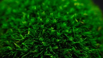 Подушкообразный мох 5-7см насыщенно-зеленый ЛЕС В БАНКУ