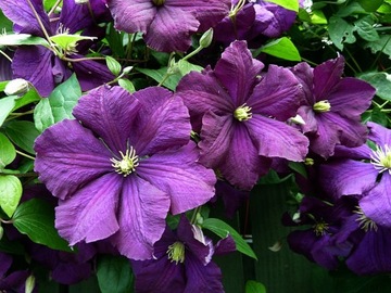 Clematis ETOILE VIOLETTE--NR 274