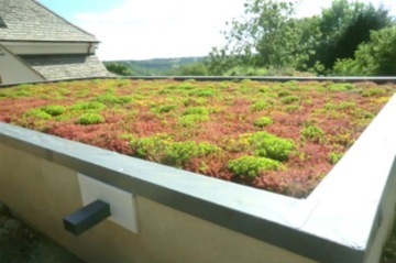 Зеленая крыша - панели очитка - поддон 10 м²