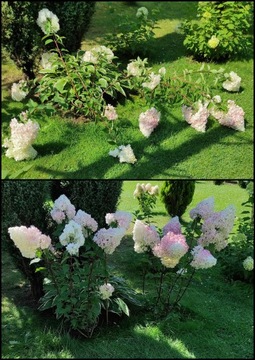 Кольцо в столкновении