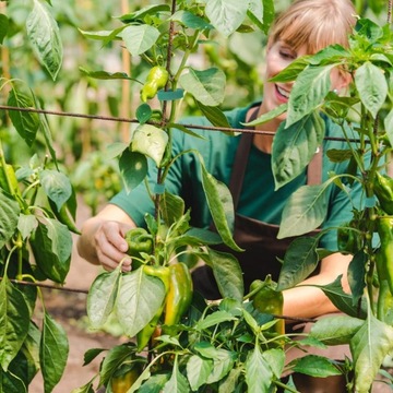 ЛЕНТА-ВЕЛКРО ДЛЯ ОБВЯЗКИ ЦВЕТОВ ПОМИДА, ПУЗЫРЕЙ И ДЕРЕВЬЕВ - 5 МЕТРОВ