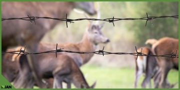 ПВХ колючая проволока с двумя проводными Fi 2,5 мм мяч 100 мл черный грустный