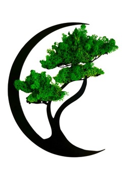 OBRAZ DRZEWO BONSAI Z MCHU CHROBOTEK ŻYWY XXL PREZENT UPOMINEK DEKORACJA