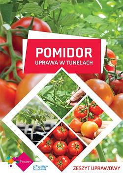 Pomidor - uprawa pomidorów w tunelach odmiany