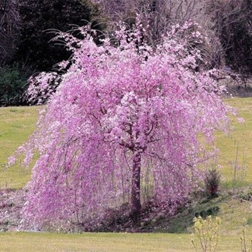 20 sztuk/worek Sakura Nasiona Naturalne, efek