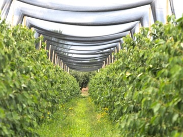 ЗАЩИТНАЯ СЕТЬ ОТ ПТИЦ ДЛЯ ПТИЦ И САДОВ ДЛЯ ПТИЦ, ГЛАДКАЯ 27х27мм