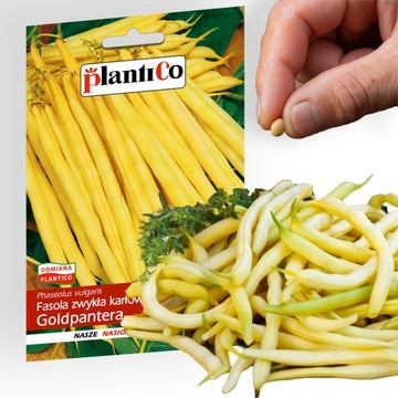 Nasiona warzyw FASOLA SZPRARAGOWA KARŁOWA GOLDPANTERA 40g. nasiona PlantiCo