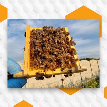 Неосемененные пчелиные матки Buckfast KB Племенные матери