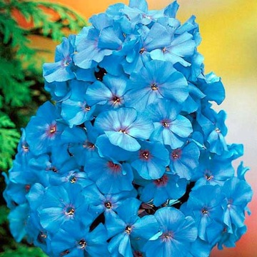 Phlox Płomyk Wiechowaty Blue Boy 1 szt sadzonki