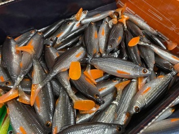 1543326 BERKLEY RUBBER PULSE REALISTIC Roach # 11см