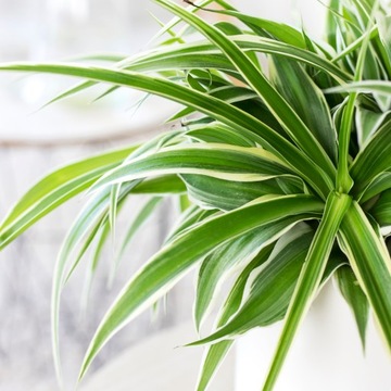Zielistka czubiasta Chlorophytum laxum