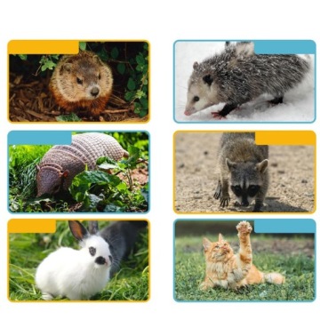 СКЛАДНАЯ КЛЕТКА ЛОВУШКА ДЛЯ КРЫС И МЫШЕЙ ГУМАНИТАРНАЯ КЛЕТКА МУЖСКАЯ ЛОВУШКА