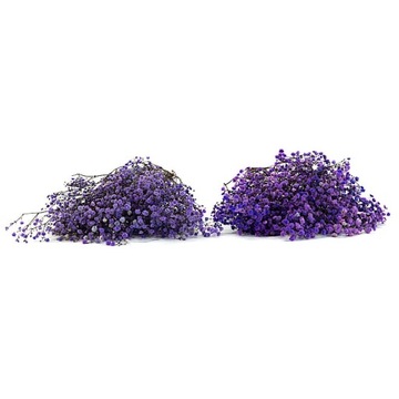 Гипсофила пурпурная СТАБИЛИЗИРОВАННЫЕ РАСТЕНИЯ