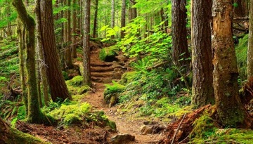 Ароматические булавки Green Forest для увлажнителей, вентиляторов и очистителей.