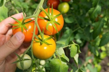 ФОЛЬГОВЫЙ ТУННЕЛЬ 3х8м. КАРКАС ТЕПЛИЦЫ, БЕЛАЯ ПЛЕНКА
